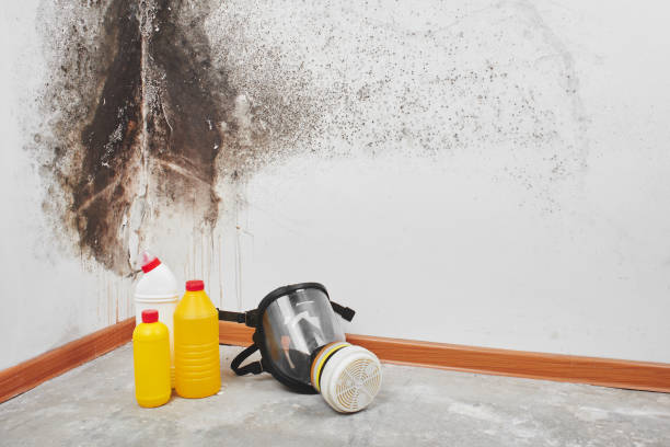 Best Mold Damage Repair  in Franklin, GA