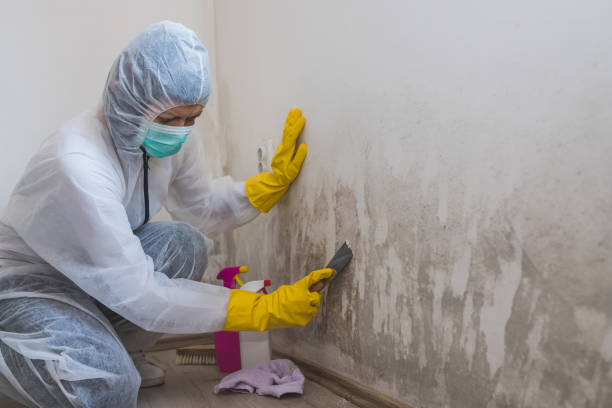 Best Mold Remediation Services  in Franklin, GA