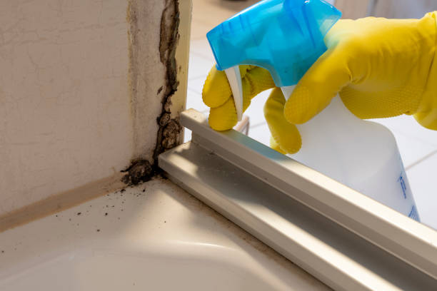 Best Mold Removal Specialists  in Franklin, GA