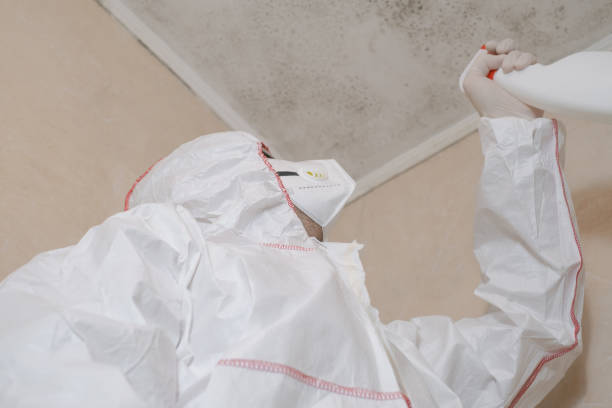 Home Mold Removal in Franklin, GA