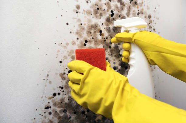Best Mold Removal Process  in Franklin, GA