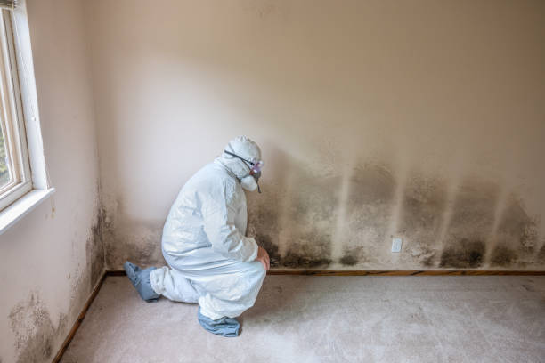 Mold Removal Process in Franklin, GA
