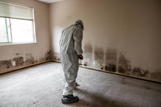 Best Affordable Mold Removal  in Franklin, GA