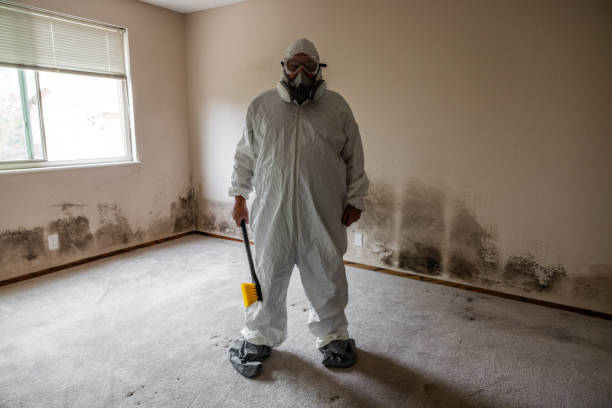 Best Local Mold Removal Service  in Franklin, GA